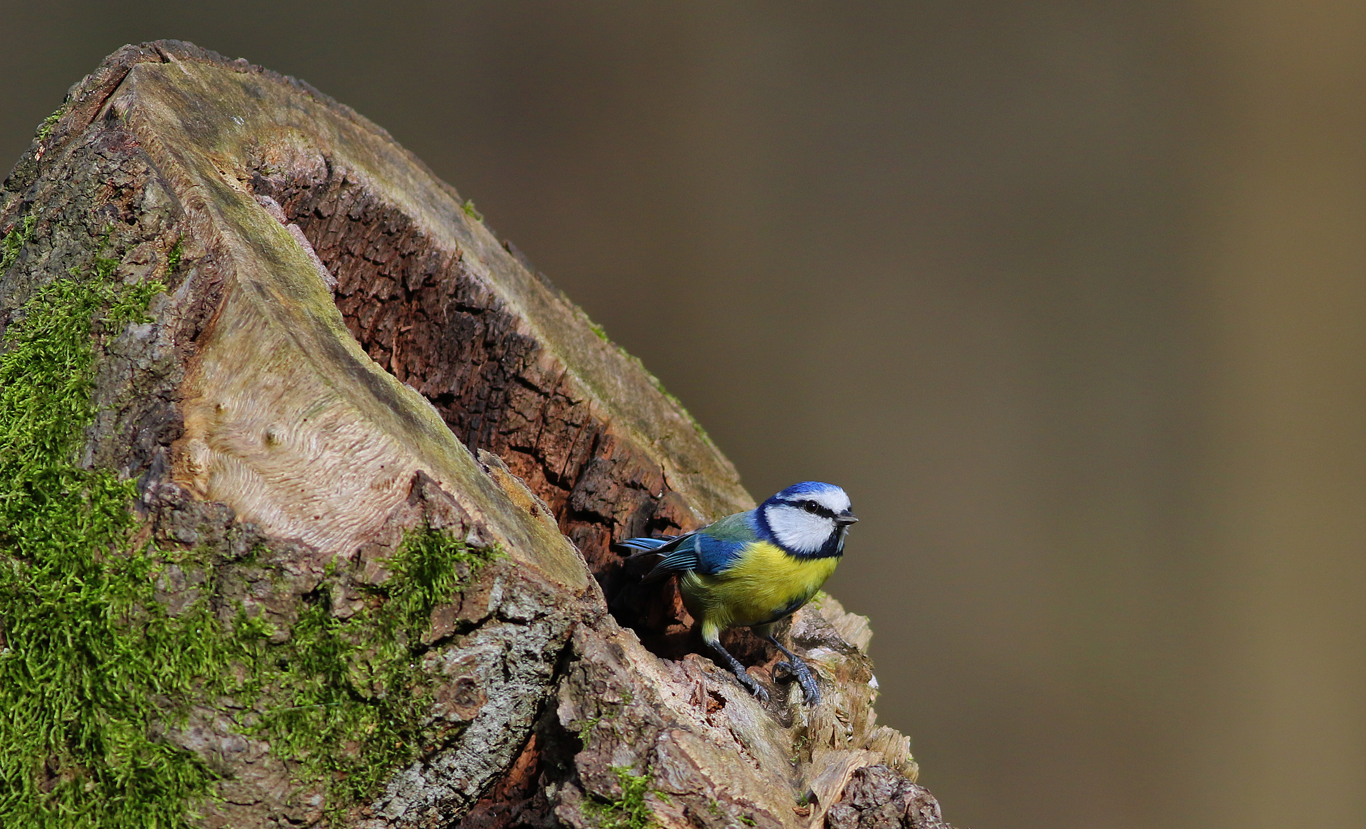 Eurasian Blue Tit